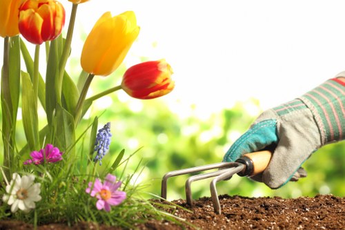 Professional lawn maintenance services